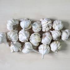 Organically Grown Garlic