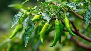 Green Chilli (Hari Mirch)